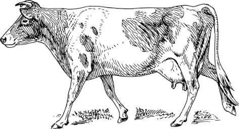 guernsey_cow_drawing